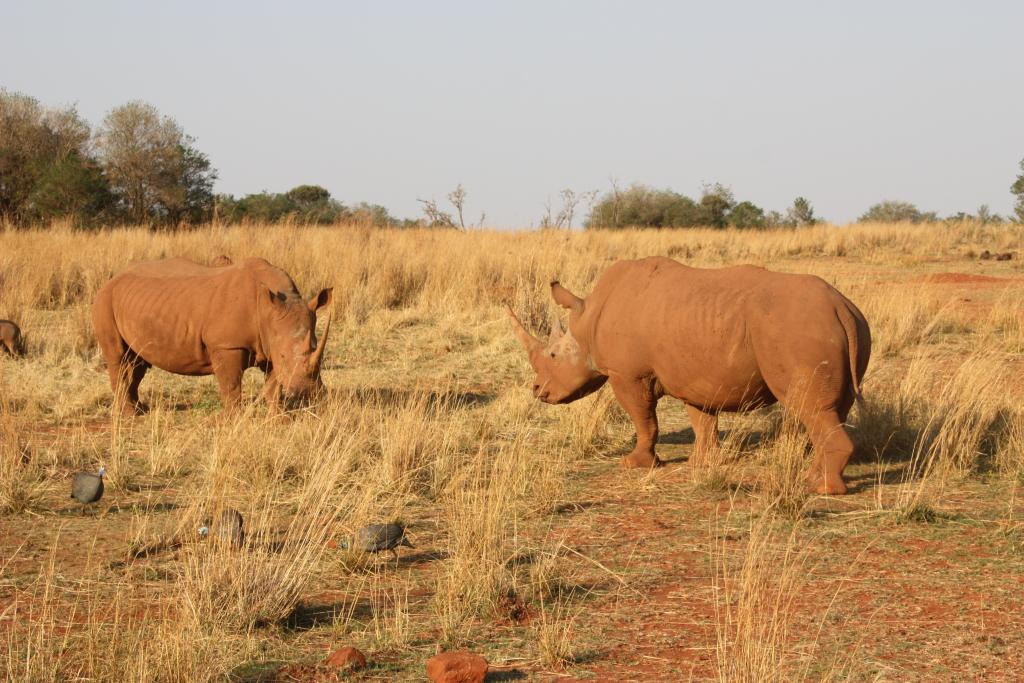 Entabeni Rhino - Life is a journey