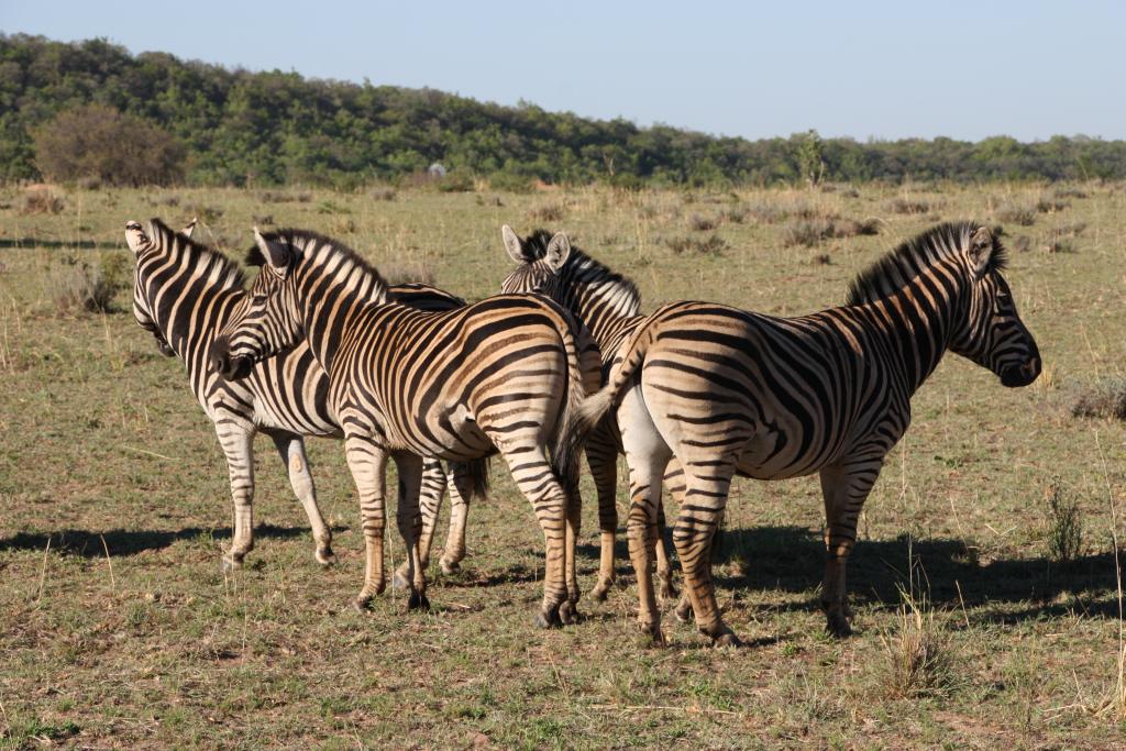 Entabeni Zebras - Life is a journey