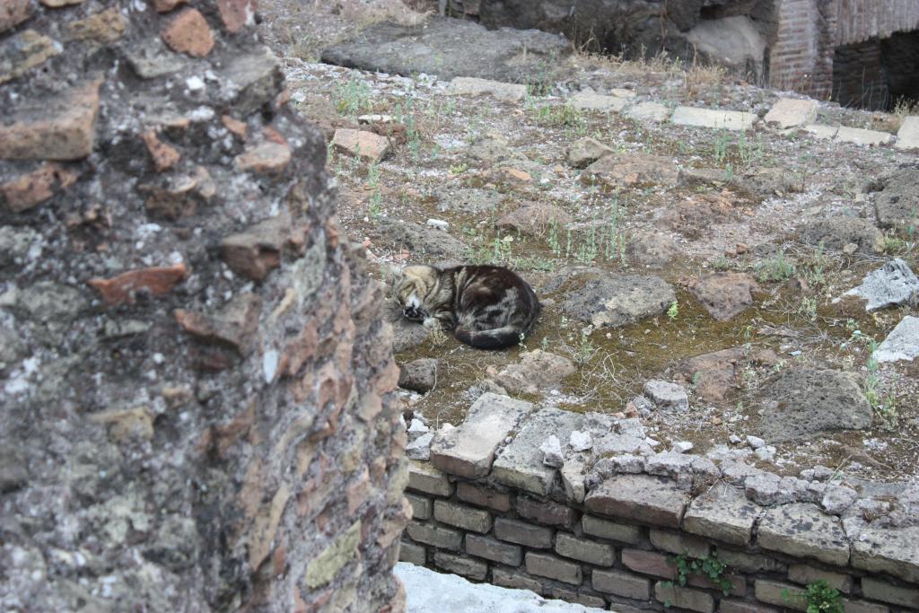 Colosseum Katze