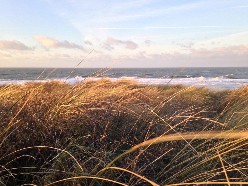 Domburg Duenengras