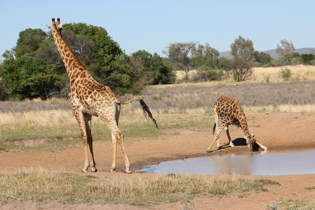 Entabeni Giraffen