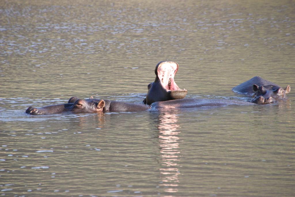 Entabeni Hippo