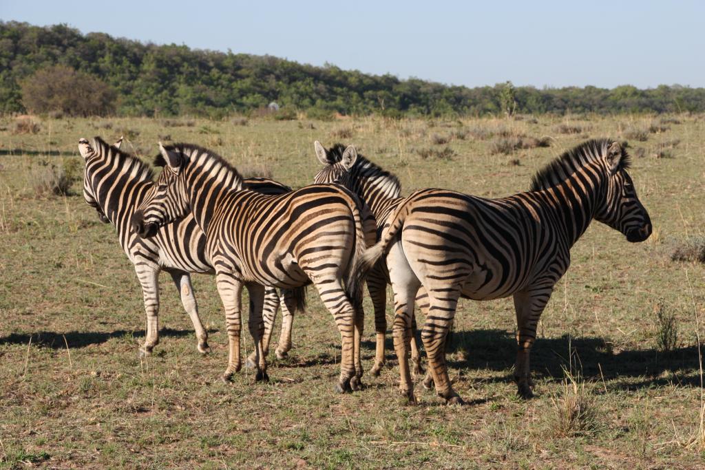 Entabeni Zebras