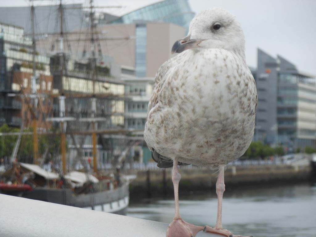 Liffey