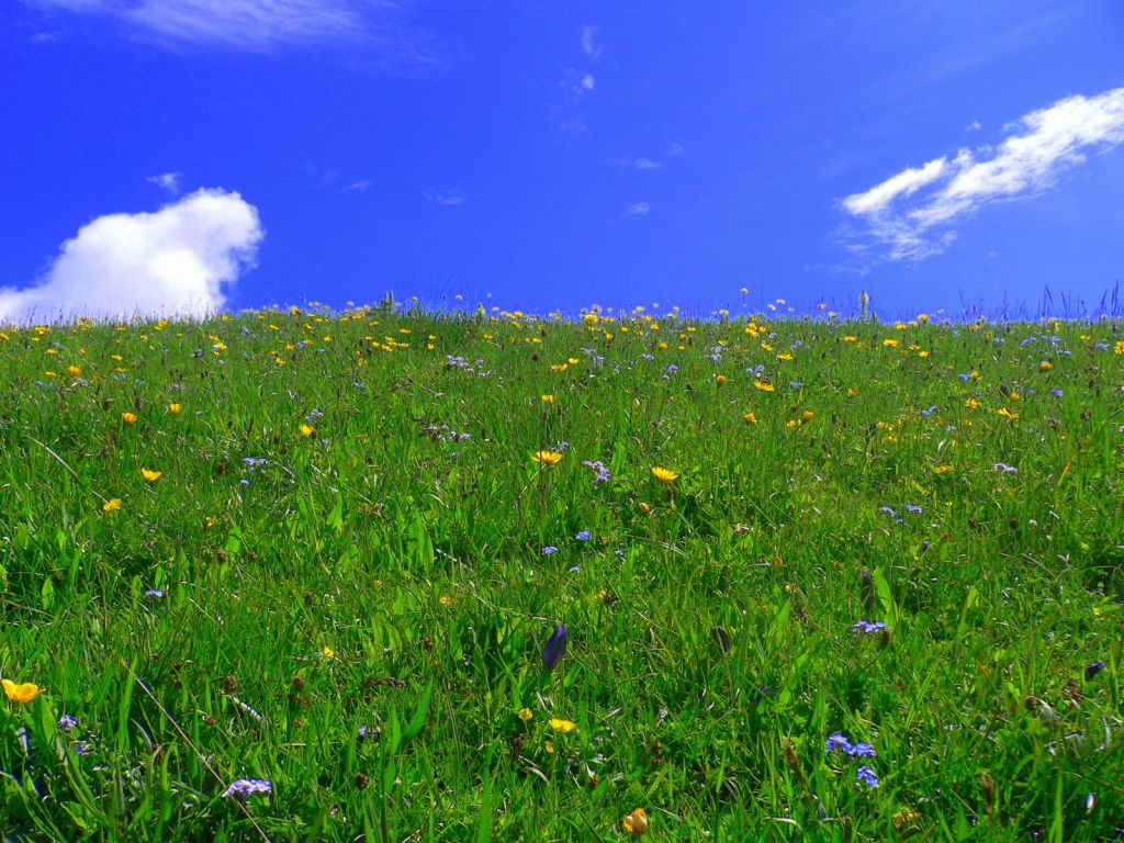 Monte Baldo Wiese