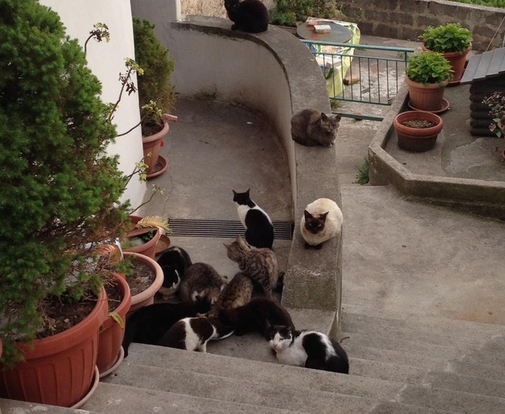 Montepertuso Katzen