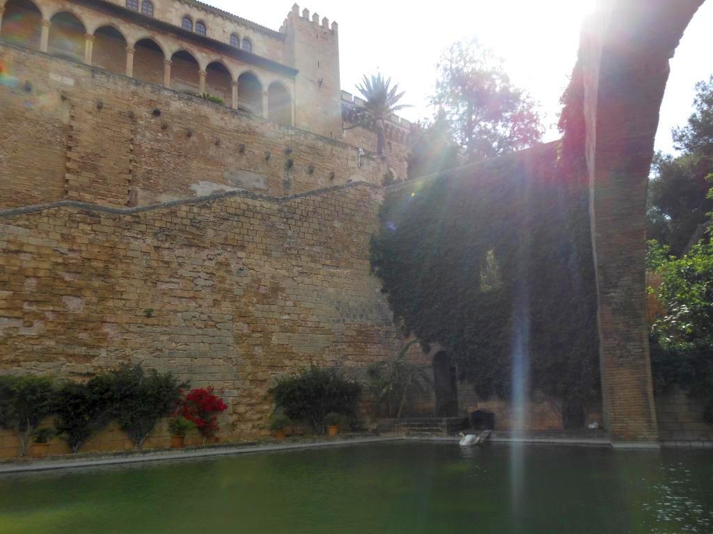 Schwäne Palma