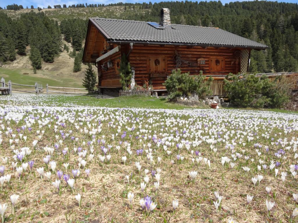 Suedtirol Almhuette Krokuswiese