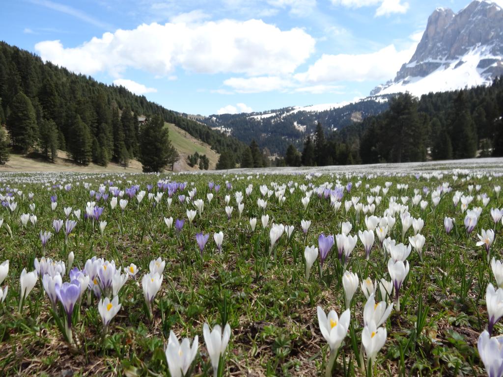 Suedtirol Krokuswiese