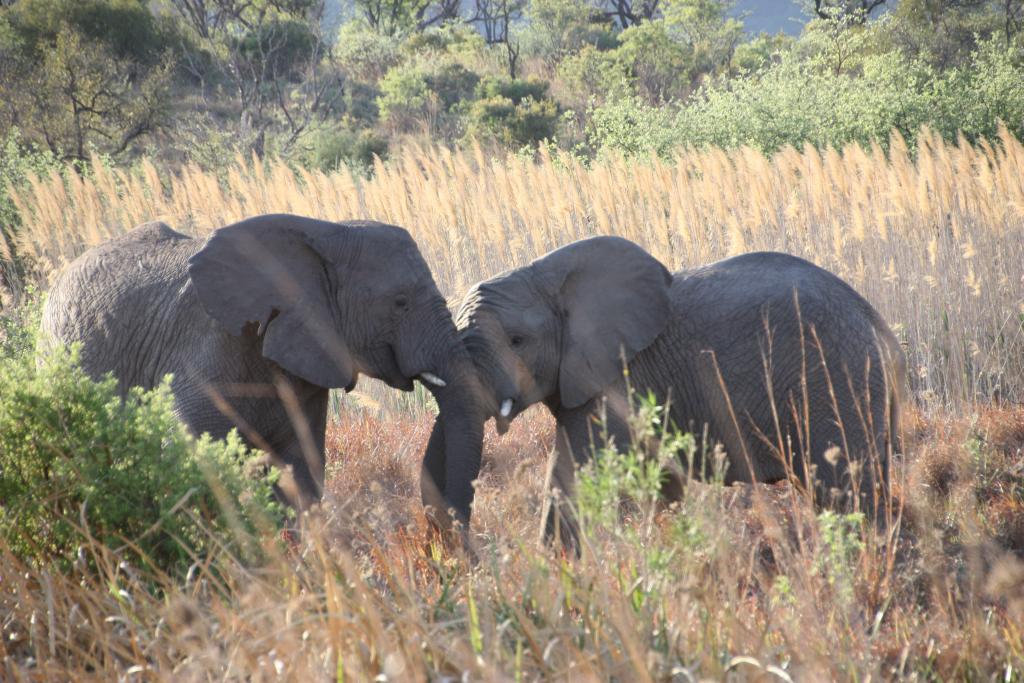 Entabeni Elefanten - Life is a journey